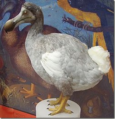 250px-Dodo_1 (1)