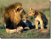 Animals Families_Lion Kisses