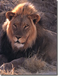 Leon (1)