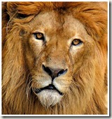leon (2)