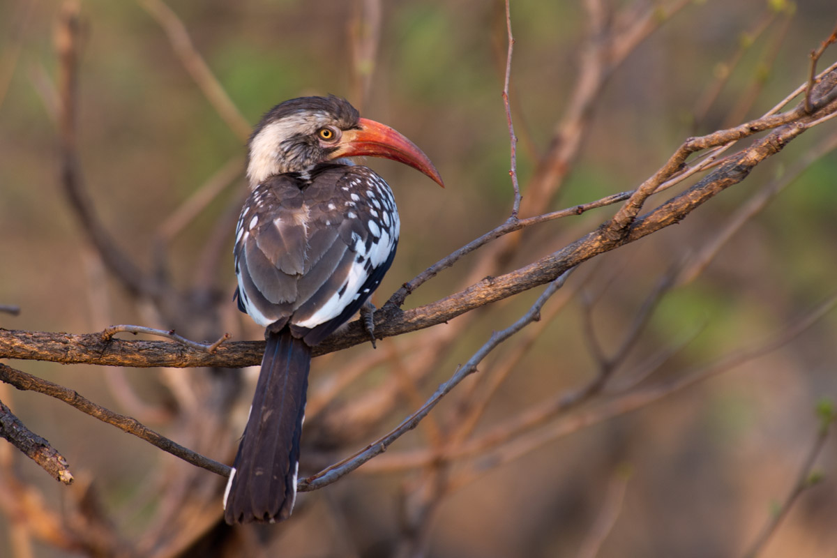 Southern Red-billed Hornbill [Tockus erythrorhynchus]