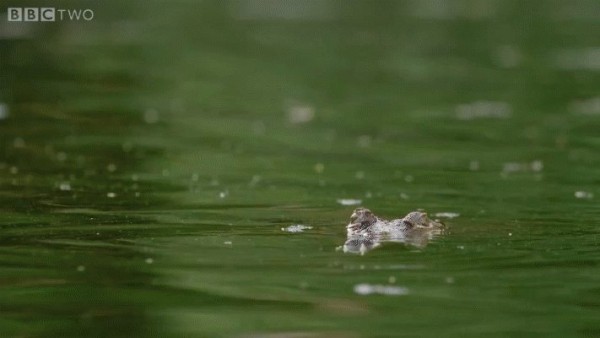 y-si-cocodrilos-y-murcielagos-tuvieran-armas-laser-documental-original